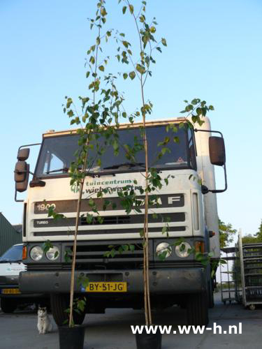 Betula utilis Witte berk